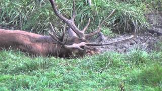 Hirschbrunft brüllen 2011 fantastic Red Deer [upl. by Virendra]