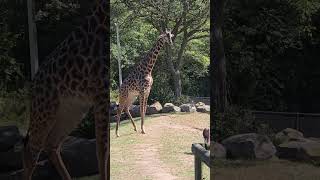 Giraffe Walks Gracefully Cleveland Metroparks Zoo 2024 [upl. by Chassin]