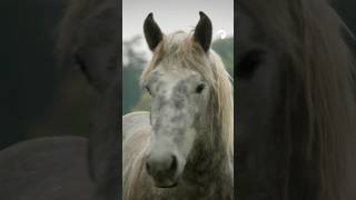 Außergewöhnliche Reportagen  PercheronHengst Hector✨🎥 [upl. by Wesle461]