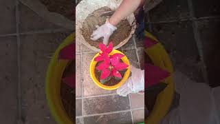 poinsettia plant report YouTube video [upl. by Arissa]