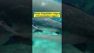 Peixe Engolidornegro Chiasmodon niger [upl. by Kaden542]