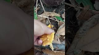 เห็ดมันปู Chanterelle mushrooms เห็ด mushroom ediblemushrooms chanterellemushrooms nature [upl. by Ahsaeyt]