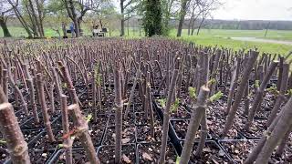 Elderberry Farming  Spring Time Look Around The Farm [upl. by Norvell]