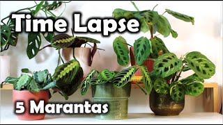 5 Marantas Prayer Plants in TimeLapse [upl. by Marguerite383]