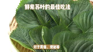 紫苏叶的魅力：营养丰富，药用价值高 [upl. by Domenico]