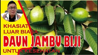 KHASIAT DAUN JAMBU BIJI UNTUK KESEHATAN [upl. by Kilby189]