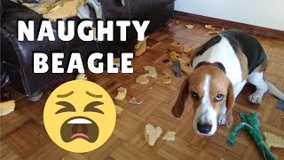 My Beagle started to be naughty again ¦ PipastheBeagle [upl. by Ruford]