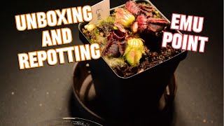 Cephalotus Emu Point  Unboxing and Repotting 11102024 [upl. by Eahc597]