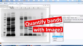 Quantifying bands on SDSPAGE using ImageJ [upl. by Aemat]