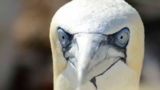 Northern Gannet [upl. by Tannenbaum743]