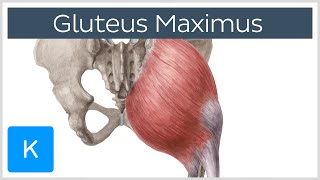 Gluteus Maximus Muscle  Function Origin amp Insertion  Human Anatomy  Kenhub [upl. by Nnylorac]