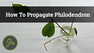 How To Propagate Philodendron [upl. by Enilrem881]