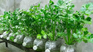 Method for growing hydroponic celery in plastic bottles Growing vegetables at home for free [upl. by Trilbi]