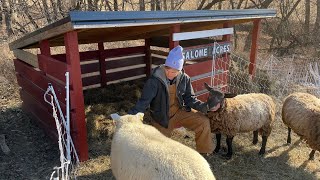 DIY Sheep Shed  Getting Ready for Winter [upl. by Enirac799]