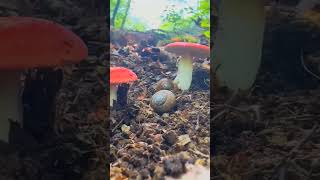 Сыроежка жгучеедкая Russula emetica short shorts [upl. by Aikehs]