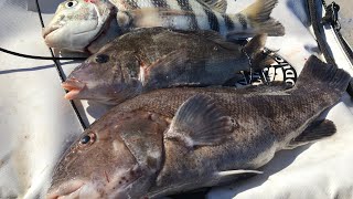 TAUTOG  Catch amp Cook The Barnacle Slam [upl. by Fish]