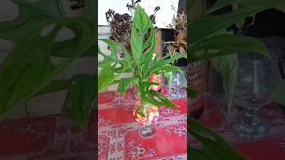 plant decor 2 🌿🌺 amydrium amydrium plants shorts maymtn fyp [upl. by Polik]