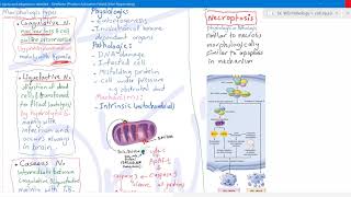 Cell injury 5 necrosis [upl. by Wain]