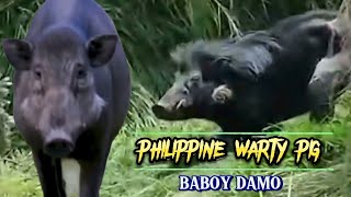 PHILIPPINE WARTY PIG  SUS PHILIPPENSIS  BABOY DAMO [upl. by Aneeh]