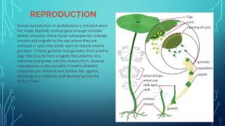 Overview and importance of Acetabularia [upl. by Loris]