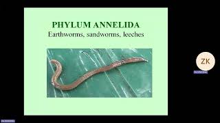 Phylum of Worms  Biology 1st Year Chapter 10  Professor Zia Ul Haq  Unique LDA [upl. by Anirdnaxela]