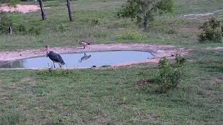 Terrapins tries to escape after being turned upside down by Marabou stork at Djuma Waterhole [upl. by Hake]