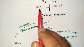 UREA CYCLE TRICKS  BIOCHEMISTRY  PROTEIN METABOLISM  PHARMACIST EXAM  ESIC  GPAT  NIPER  MBBS [upl. by Eilerua965]