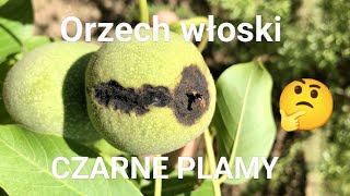 Czarne plamy na orzechu włoskim Czym są [upl. by Je66]