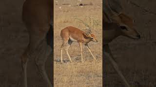 Steenbok in Etosha National Park [upl. by Ybeloc]