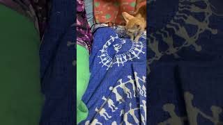 Hide amp seek cats chuppa chuppi catlover music cute funny [upl. by Stephanus192]