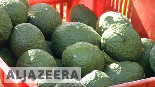 Mexican avocado exports to US in doubt [upl. by Attalanta]