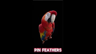 Preening my Scarlett Macaw’s pin feathers Satisfying birds macaw cute satisfying [upl. by Ninaj]