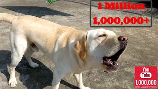 Labrador dog barking hardcore [upl. by Dickie633]