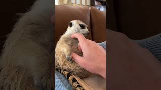 The cutest meerkat sounds youve ever heard 🥹 animals wildlife meerkat cuteanimals cute [upl. by Verine]