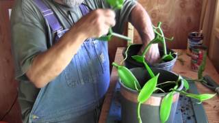 Propagating Vanilla Orchids [upl. by Kassity]