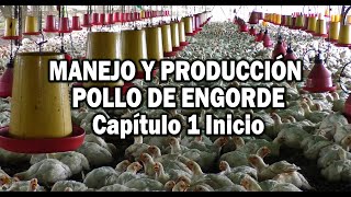 PRODUCCION POLLO DE ENCORDE MANEJO EN PRIMERAS ETAPAS [upl. by Terti]