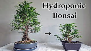 Hydroponic Bonsai Propagation [upl. by Kallman]