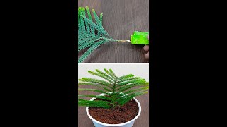 How to Propagate Thuja Plant In A Thuja Cutting [upl. by Antin142]