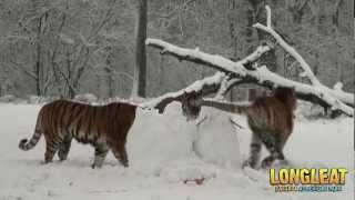 Snow Day For Longleat Safari Park Tigers [upl. by Rednav]