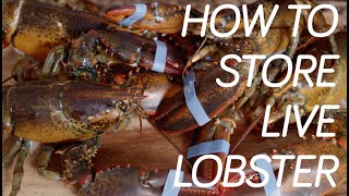 How to Store Live Maine Lobsters [upl. by Pincas]