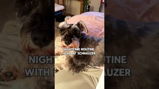 Lazy Schnauzer Refuses to Move at Night [upl. by Hayalat]