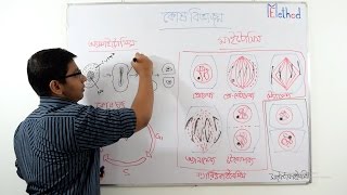 Amitosis amp Mitosis Cell divisionBengaliPart1Chap2Bio1Class 1112 [upl. by Jehias]