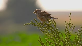 Młoda makolągwa na komosie  Young Linnet on Goosefoot plant [upl. by Narod]