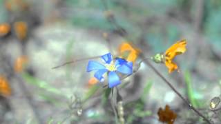 Namaqualand Flowers [upl. by Toddie]