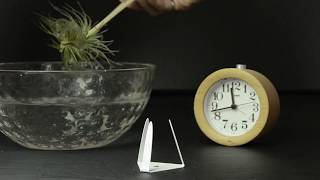 The Sill Time Lapse Tectorum Air Plant [upl. by Zinah476]