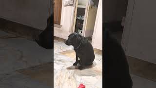 Funny video 😂love youtubeshorts doglover funny like comment share [upl. by Eeslek]