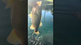 BIG bass 🐟 🎣 fishing fish bass bassfishing catchandrelease bassrelease [upl. by Liatnahs]