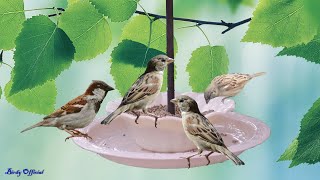 Homemade Bird Feeder  Building Hanging Bowl Bird Feeder Easy [upl. by Gershon329]