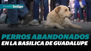 Abandono en la Basílica de Guadalupe Los Perros Olvidados por los Peregrinos  Reporte Indigo [upl. by Eelasor321]