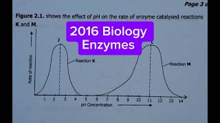 2016 Biology paper 2 question 2  enzymes [upl. by Alor]